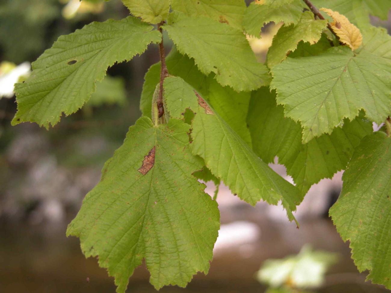 Hazel leaf